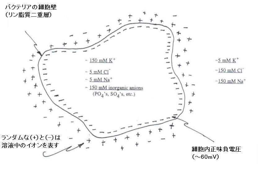 塩溶液の構成