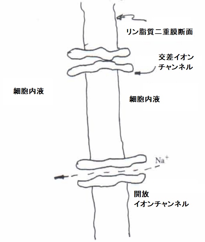 タンパク質チャネルを通るイオンの流れ